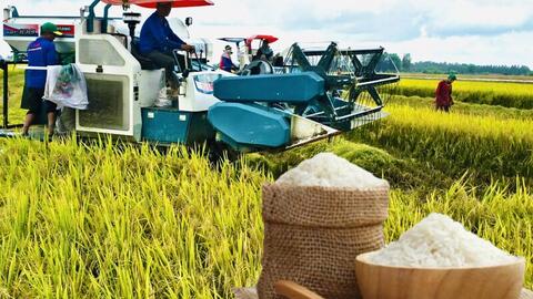 Giá lúa gạo hôm nay ngày 11/11: Gạo bình ổn, lúa tươi vững giá