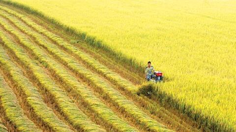 ST25: Từ hạt gạo ngon nhất thế giới đến khát vọng nâng tầm nông nghiệp Việt