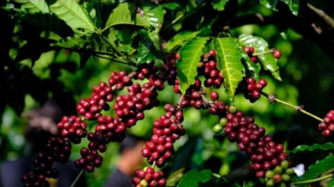 Nguồn cung thắt chặt, giá cà phê thế giới tiếp tục leo thang