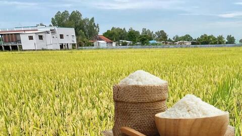 Giá lúa gạo hôm nay ngày 19/11: Thị trường trầm lắng