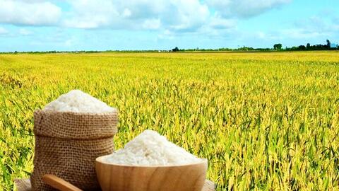 Giá lúa gạo hôm nay ngày 26/11: Gạo bình ổn, lúa tươi vững giá