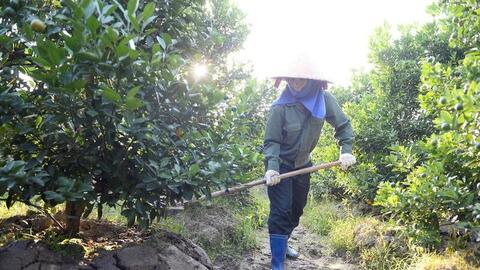Thanh Hóa: Nông dân trồng quất Tết tất bật, quả chưa chín đã kín đơn