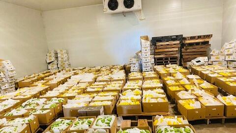 Chuối Việt Nam rộng cửa xuất ngoại nhờ 'bắt tay' nhà phân phối Mỹ