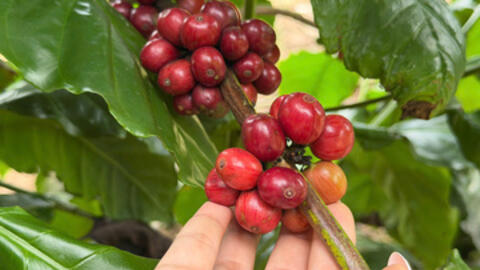 Giá cà phê hôm nay 5/12/2025: Tiếp tục rớt giá sâu