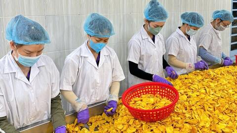 Doanh nghiệp Đồng Tháp chạy đua giữ nguồn mít tươi vào vụ Tết