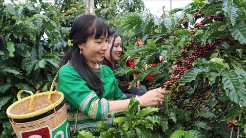 Xuất khẩu cà phê lập kỷ lục mới, doanh nghiệp tăng tốc đầu tư