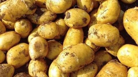 7 nguồn protein thực vật giúp phục hồi cơ bắp trong thời tiết lạnh