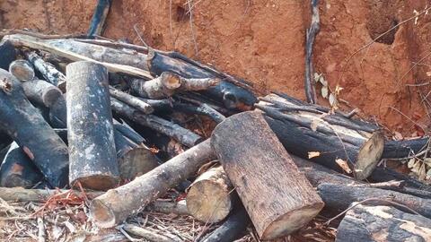 Khởi tố, chuyển công an điều tra vụ xâm hại rừng ở Gia Lai