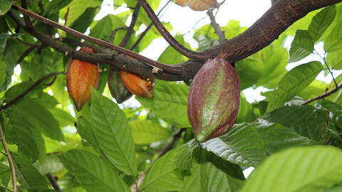 Giá ca cao tăng nhờ kỳ vọng nguồn cung bị thắt chặt dù lực cầu suy yếu