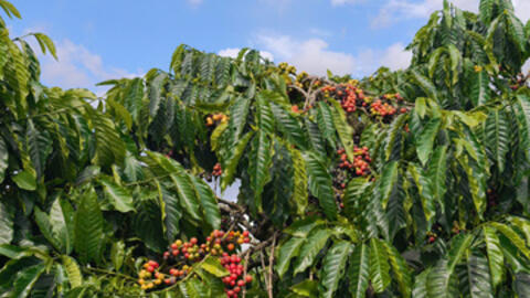 Giá cà phê hôm nay 15/12/2025: Đi ngang, duy trì mức thấp