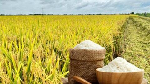 Giá lúa gạo hôm nay ngày 14/12 và tuần qua: Thị trường trầm lắng