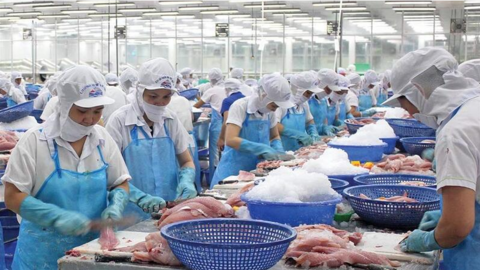 11 tháng, xuất khẩu cá tra Việt Nam vượt mốc 2 tỷ USD