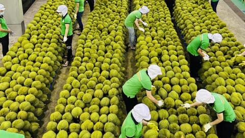 Chuẩn hóa quy trình cấp C/O, hỗ trợ doanh nghiệp tận dụng FTA