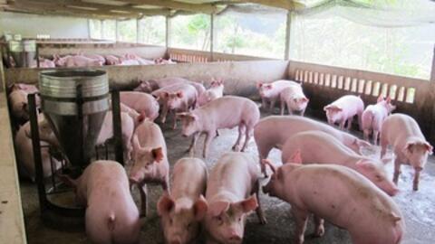 Giá heo hơi hôm nay 18/12/2025: Lập đỉnh mới - 67.000 đồng/kg