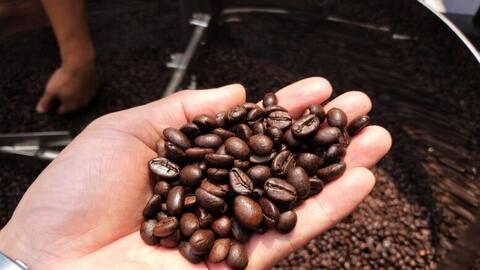 Xuất khẩu cà phê lập kỷ lục, giá trong nước bước vào nhịp điều chỉnh