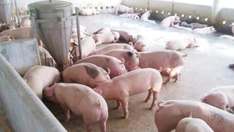Giá heo hơi hôm nay 23/12/2025: Miền Bắc tiếp đà tăng