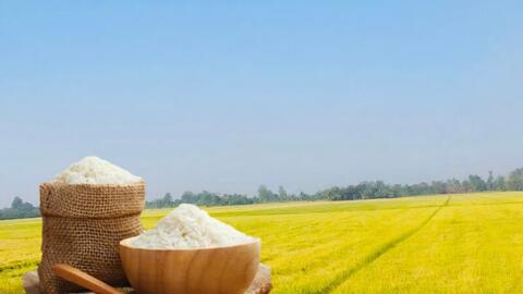 Giá lúa gạo hôm nay ngày 24/12: Gạo xuất khẩu tăng nhẹ
