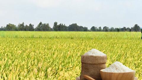 Giá lúa gạo hôm nay ngày 30/12: Giá gạo Jasmine xuất khẩu giảm 7 USD/tấn