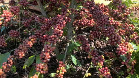 Giá cà phê thế giới tăng vọt khi tồn kho toàn cầu rơi xuống vùng đáy