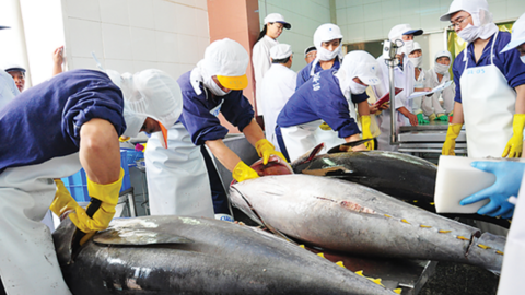 EU ‘siết’ đông lạnh cá ngừ tiêu thụ trực tiếp: Doanh nghiệp Việt cần lưu ý gì?