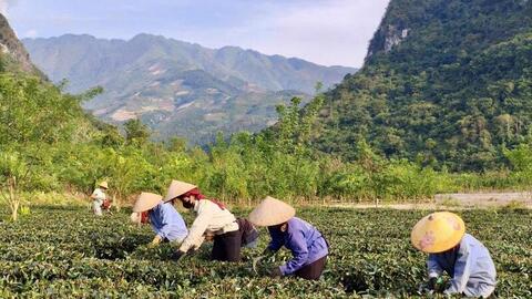 'Ươm mầm' thương hiệu nông sản từ đất Mường Lạn, Điện Biên