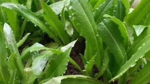 Bổ sung canxi thực vật bằng loại rau ít người biết