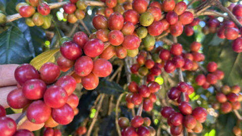 Giá cà phê hôm nay 15/1/2026: Tăng nhẹ