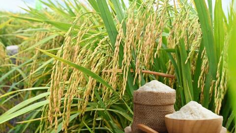 Giá lúa gạo hôm nay ngày 19/1/2026: Gạo xuất khẩu tăng