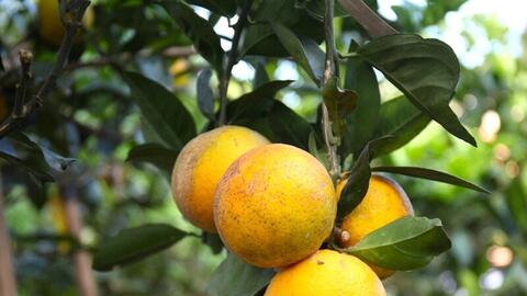 Cam Xã Đoài mất mùa, 100 nghìn đồng/quả vẫn khó mua