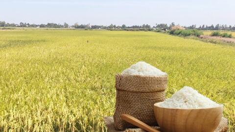 Giá lúa gạo hôm nay ngày 27/1/2026: Thị trường trầm lắng