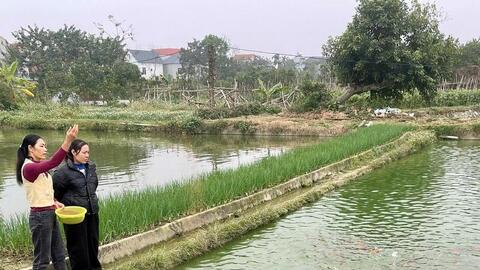 Phú Thọ: Làng nuôi cá chép đỏ tất bật vào vụ Tết ông Công ông Táo