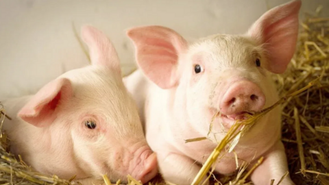 Giá heo hơi hôm nay 3/2/2026: Giảm mạnh trên cả nước