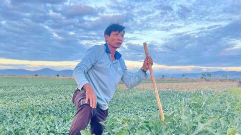 Gia Lai: Nông dân dựng chòi giữa đồng, bám ruộng dưa đón Tết