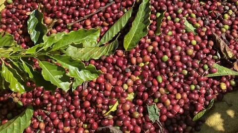 Giá cà phê thế giới giảm sâu dưới áp lực nguồn cung
