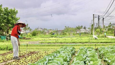 Đà Nẵng: Các làng rau tất bật vụ Tết