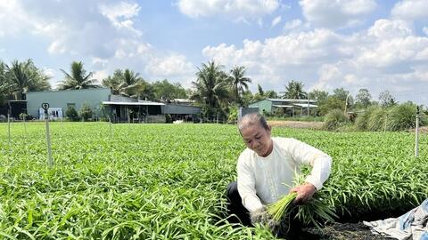 TP. Cần Thơ: Tăng tốc sản xuất nông sản, đáp ứng thị trường Tết 2026