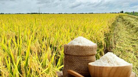 Giá lúa gạo hôm nay ngày 6/2/2026: Cận Tết thị trường giao dịch chậm