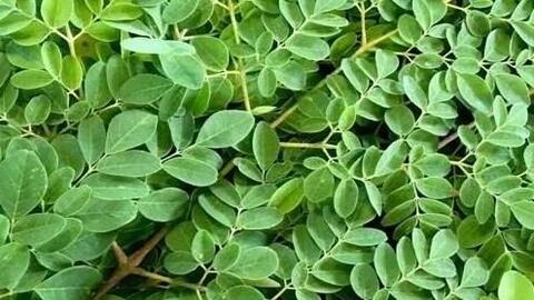 Người lao động thận yếu nên ăn rau chùm ngây như thế nào?