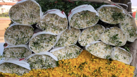 Không khí khẩn trương tại làng hoa Tây Tựu ngày giáp Tết