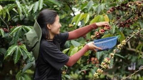 Giá cà phê hôm nay 15/2/2026: Cao nhất đạt 97.700 đồng/kg