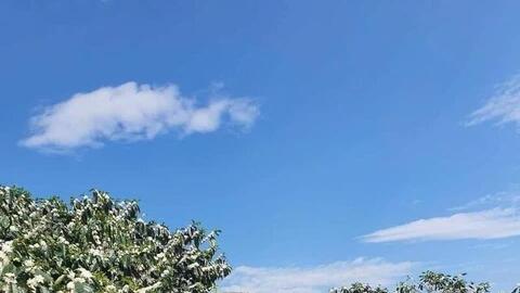 Cà phê Mường Ảng – hạt ngọc xuân trong chuỗi du lịch Điện Biên