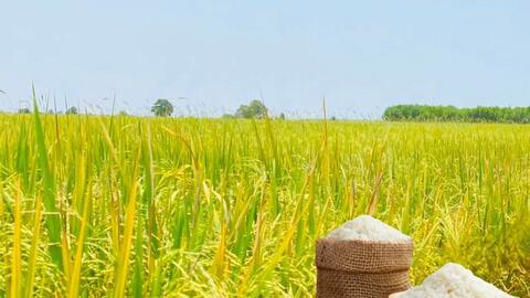 Giá lúa gạo hôm nay ngày 8/2 và tuần qua: Gạo xuất khẩu, lúa biến động