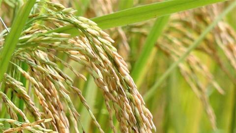 Xuất khẩu gạo: Đẩy mạnh phân khúc chất lượng cao, giữ thị trường