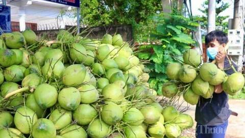 Dừa Vĩnh Long: Khẳng định vị thế 'thủ phủ' và tầm nhìn xuất khẩu tỷ USD