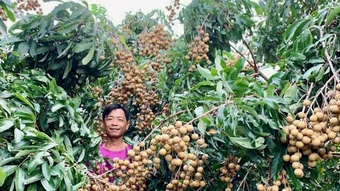 Chuyển đổi cây trồng theo thị trường: Nông dân thu tiền tỷ từ nhãn Ido