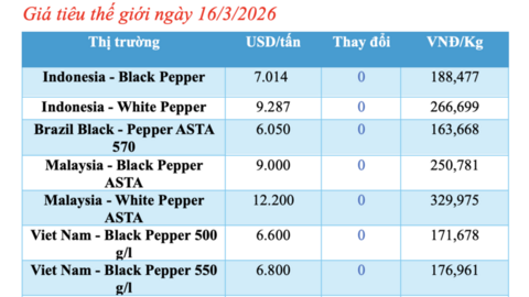 Giá tiêu hôm nay 16/3/2026: Dao động từ 142.500 - 144.500 đồng/kg