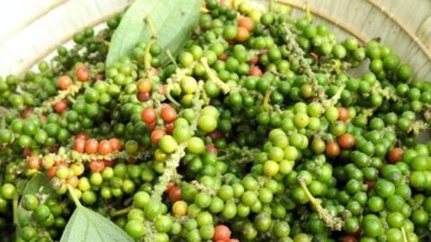 Giá tiêu hôm nay 19/3/2026: Lao dốc, rớt giá đến 5.000 đồng/kg