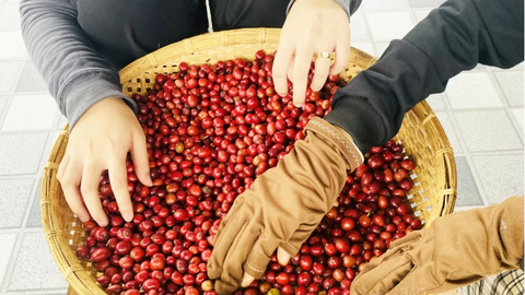 Nguồn cung Brazil thắt chặt, giá cà phê thế giới nối dài chuỗi tăng