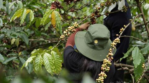 Giá cà phê hôm nay 21/3/2026: Tăng 800 - 1.000 đồng/kg