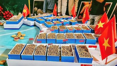 Nâng tầm giá trị cà phê Robusta Gia Lai